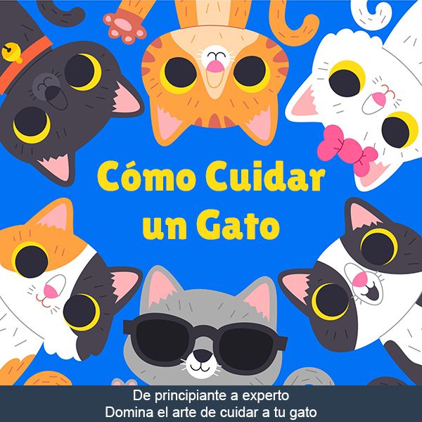 Cómo Cuidar un Gato - De principiante a experto: Domina el arte de cuidar a tu gato