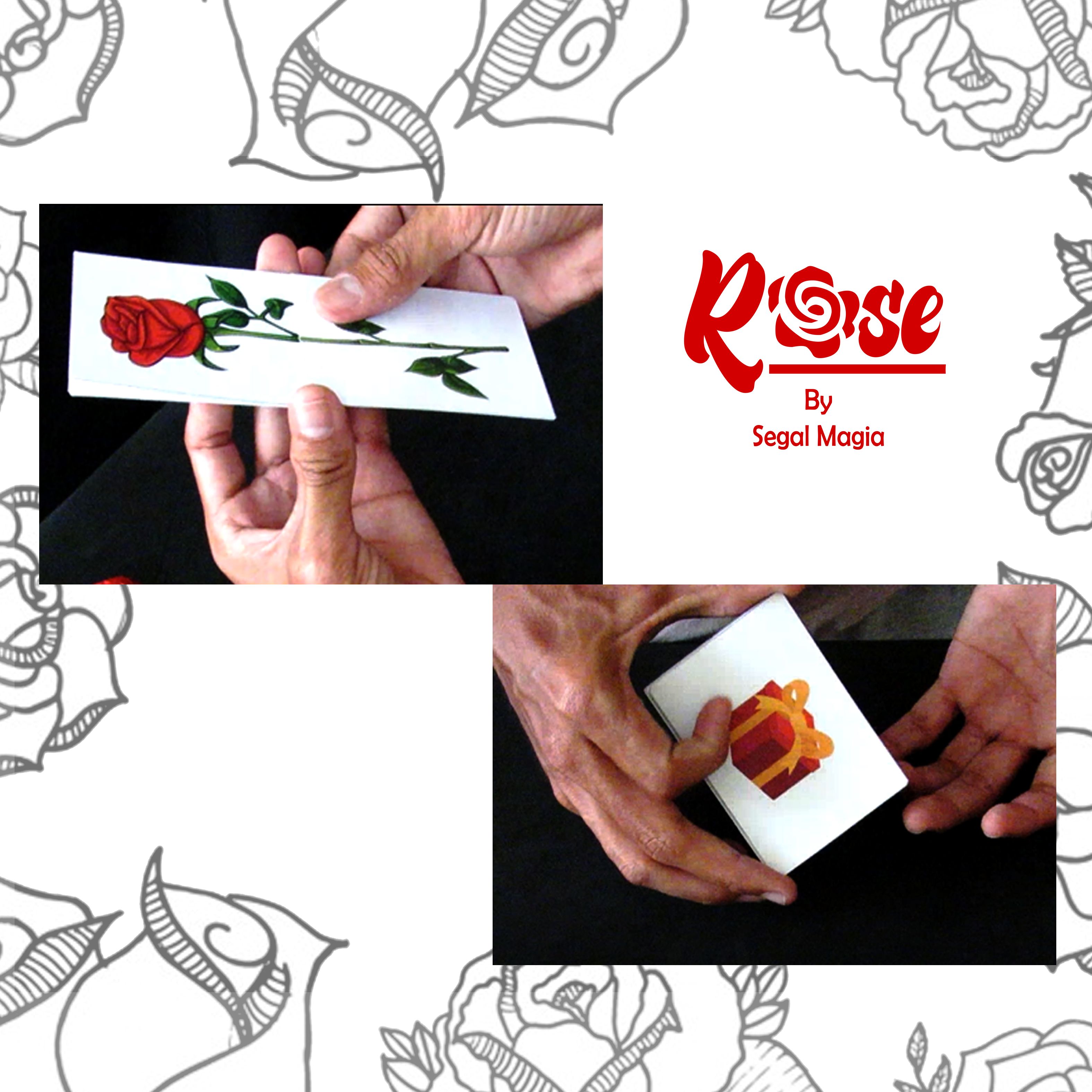 Rose por segal magia