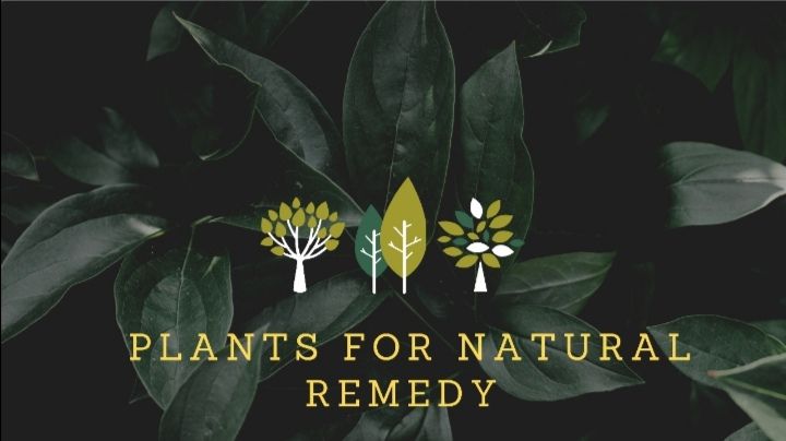 Plants for natural remedy home