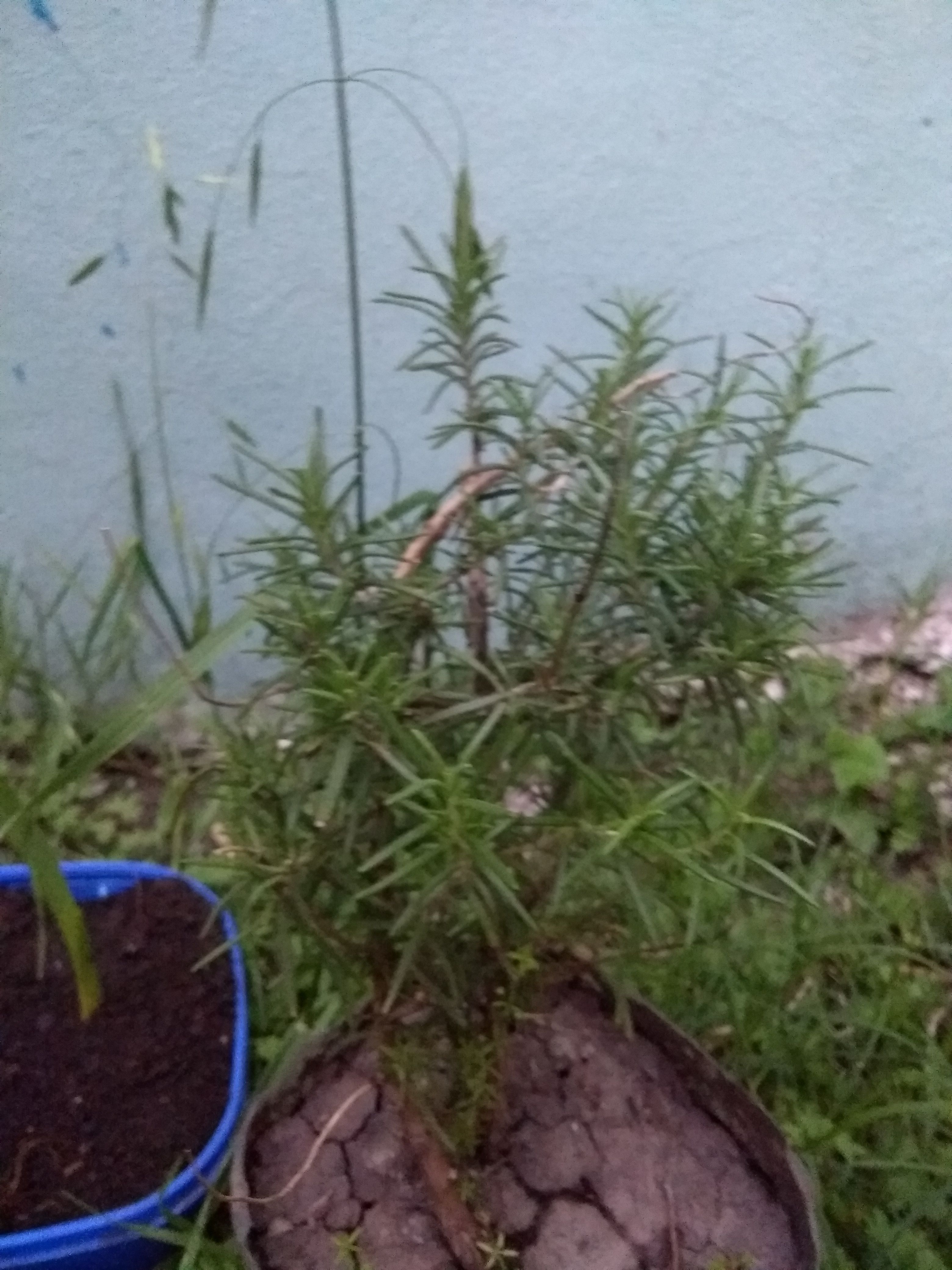 rosemary flavoring plant