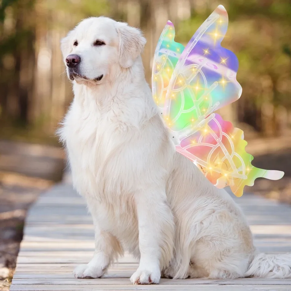 prod_6a97b1983551b0.55853578.webp