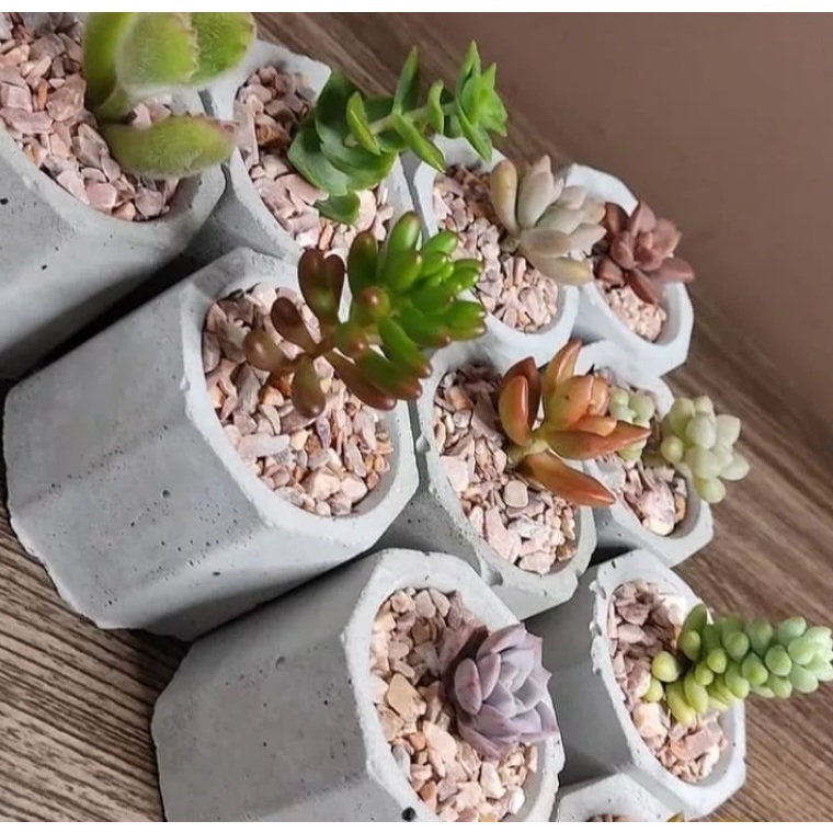 Mini Vaso MAE para Suculentas MT MALEOGA - 10 PÇS