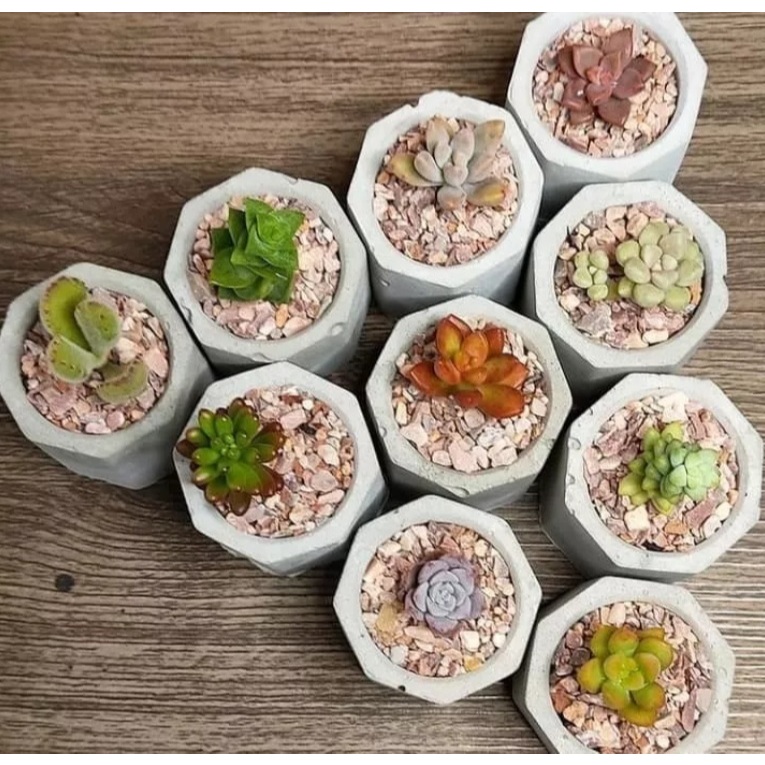 Mini Vaso MAE para Suculentas MT MALEOGA - 15 PÇS