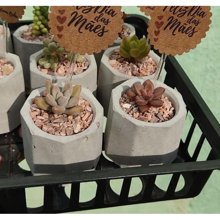 Mini Vaso MAE para Suculentas MT MALEOGA - 5 PÇS