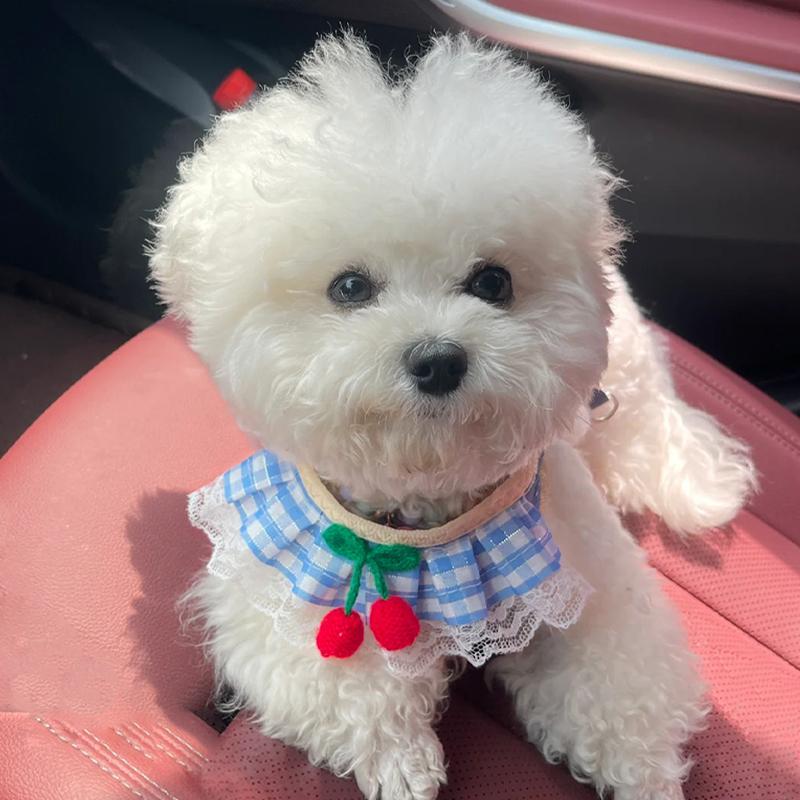 Armore Dog Leash Outing Dog Walking Leash Pomeranian Bichon Teddy Bib Cinta Peitoral Pequeno Cachorro Gato