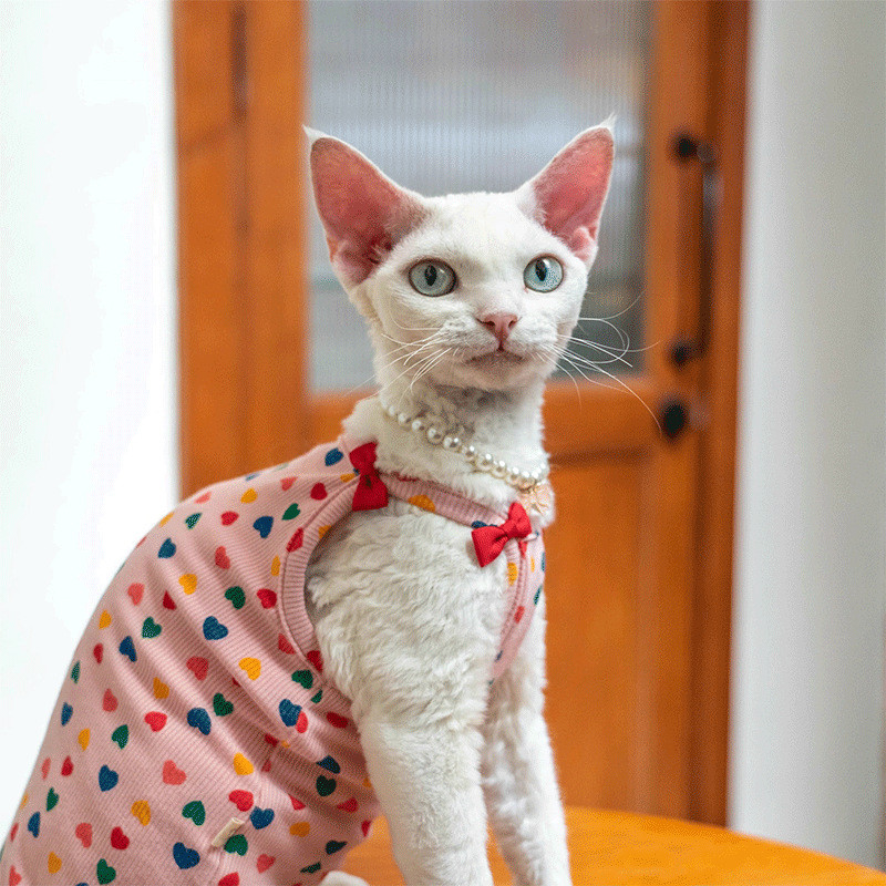 Gato alemão esfinge gato sem pêlos dedicado rosa amor estilingue Pit Strip proteção da barriga arco colete elástico pele