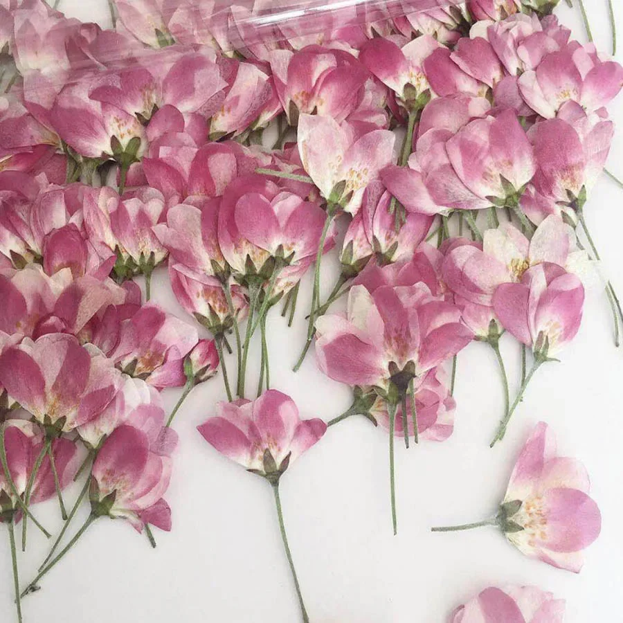60pcs/250pcs Side Pressed Natural Pink Malus Spectabilis Flower For Jewelry Postcard Invitation Card Phone Case Candle Craft