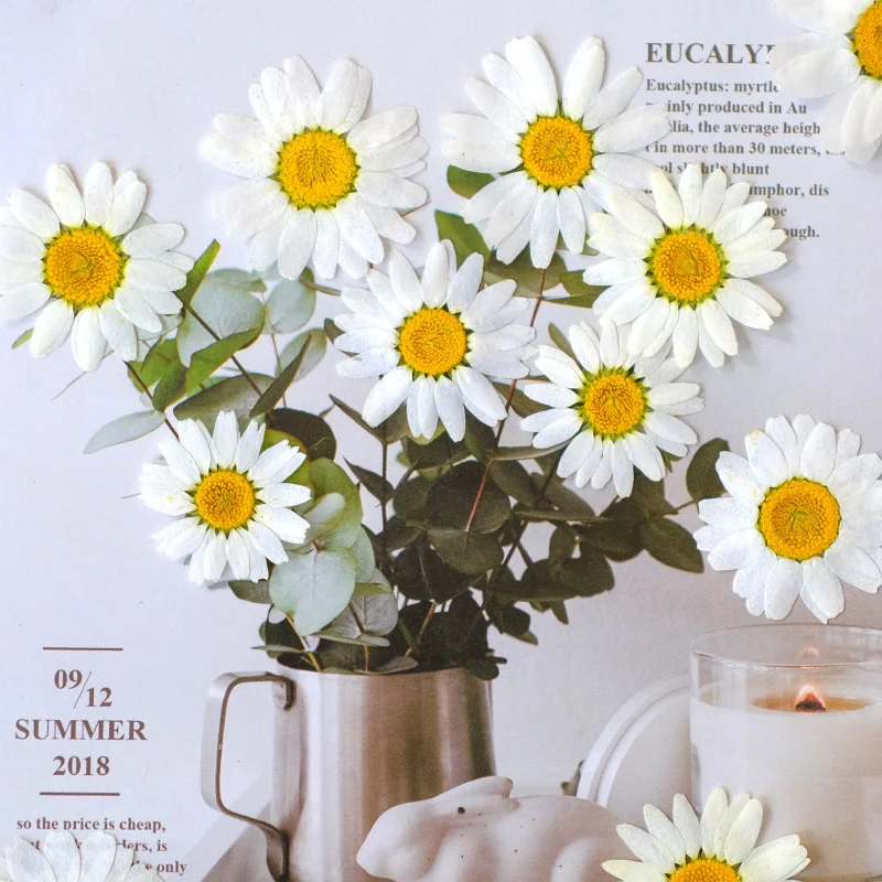 100Pcs Natural White Crystal Chrysanthemum Daisy Flower Pressed Flowers DIY Greeting Card Bookmark Resin Accessories Fragrance Candle Materials Pressed Flowers Dried Leaves Real Flowers