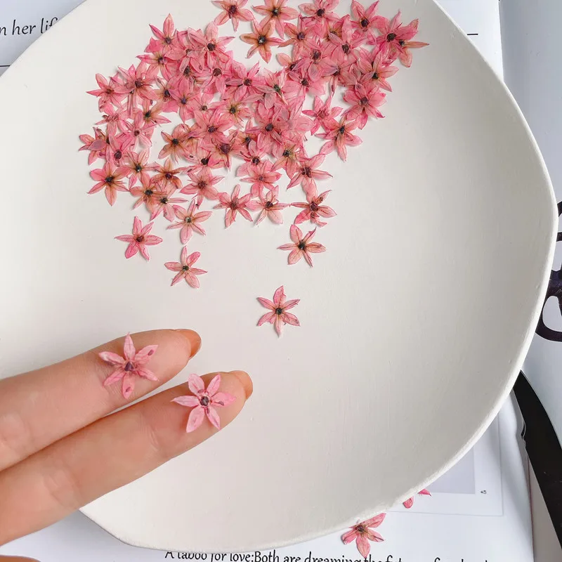 0.7-1cm/100pcs, Pressed mini Leek Flower, Tiny Dry Flower Wholesale Material Ins Popular Nail Art Trinket Photo Frame Star Flowe