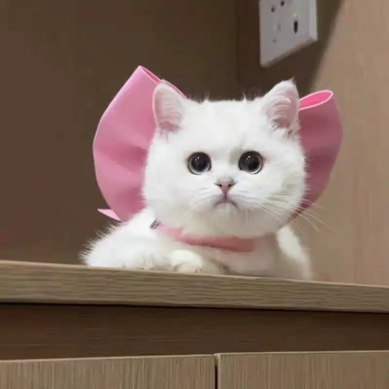 New Mary Cat Bow Tie Pet Collar Scarf Cat Necklace Decoration Bichon Puppy Leash Toy Cat Home Garden Pet Supplies Accessories