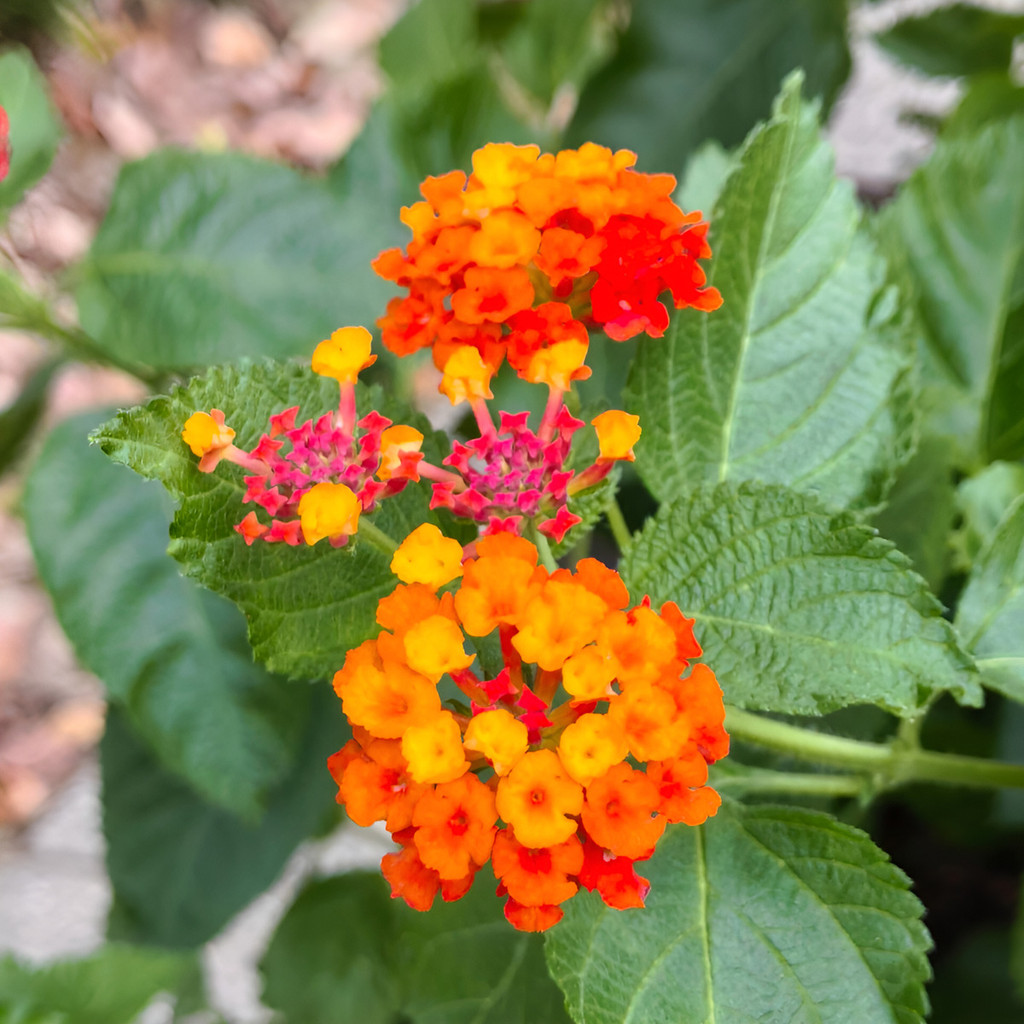 sementes premium Sementes Lantana Camera Sementes Frescas Qualidade fácil de plantar