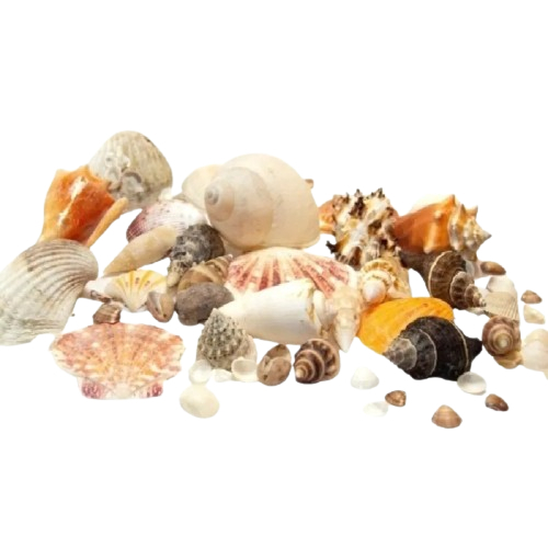Conchas naturais - conchas marinhas - decoração moda praia - 580g