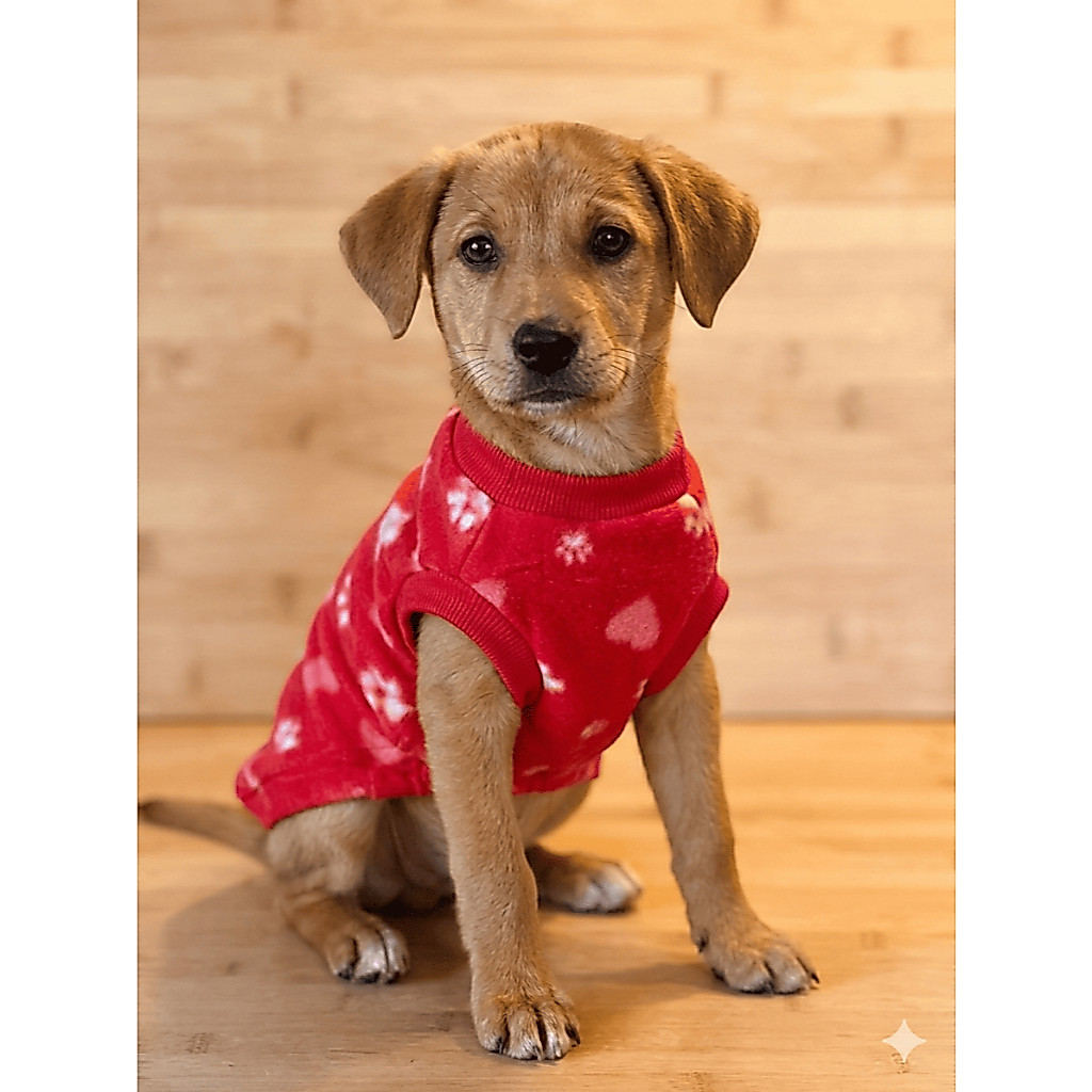 Roupa Cachorro Inverno Soft Estampada Patinhas Coração Vermelha - Loja de Fábrica Super Quentinho