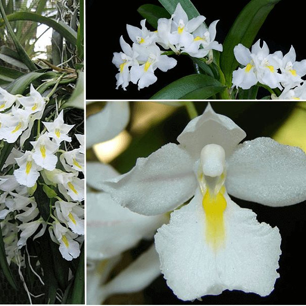 100 sements de orquídea branca de neve k7 pra fazer novas plantas ll