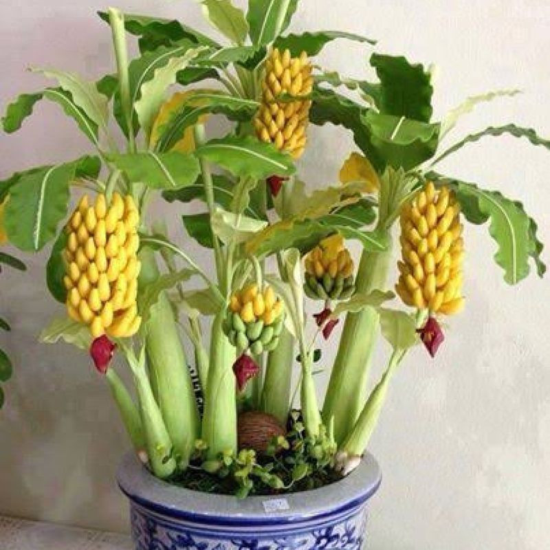 100 sements de mini bananeiras bonsai y6 pra novas plantas I