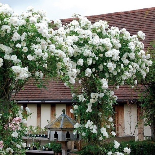 viva a natureza ENVIO SUPER RÁPIDO!!! 100 Sements Rosas Trepadeiras Brancas b1 pra novas plantas