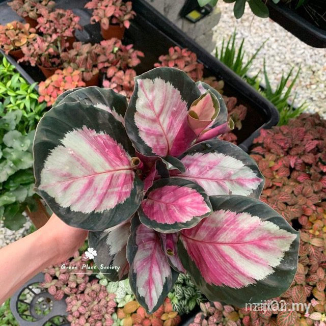 Rara 50 100 Sementes Pcs Sociedade Planta Viva Calathea Roseopicta Rosy Qn D