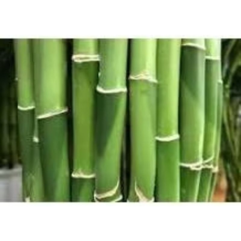 kit com 10  Hastes de Bambu Verde NATURAL  PARA DIVERSOS TRABALHOS, ESCORAS  Resistente e Sustentável