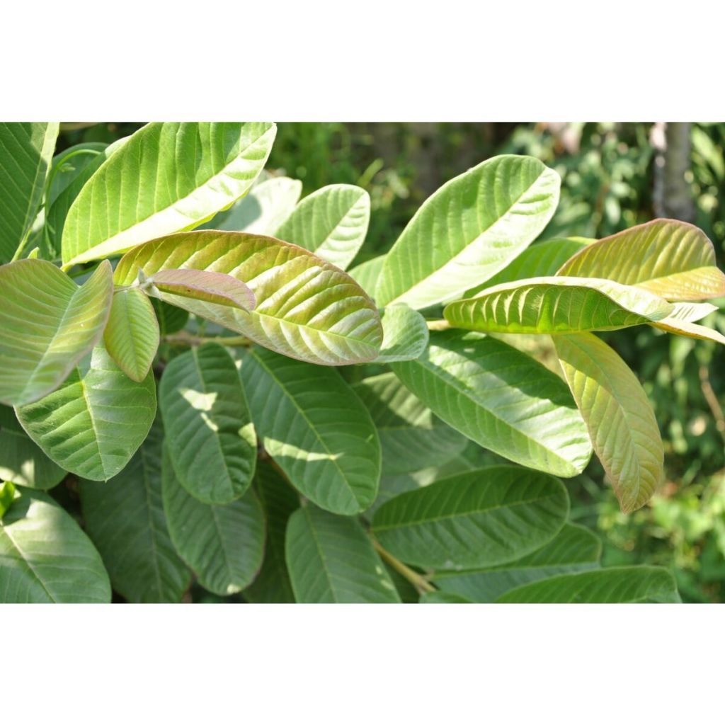 50 Folhas de Goiaba 100%Organicas