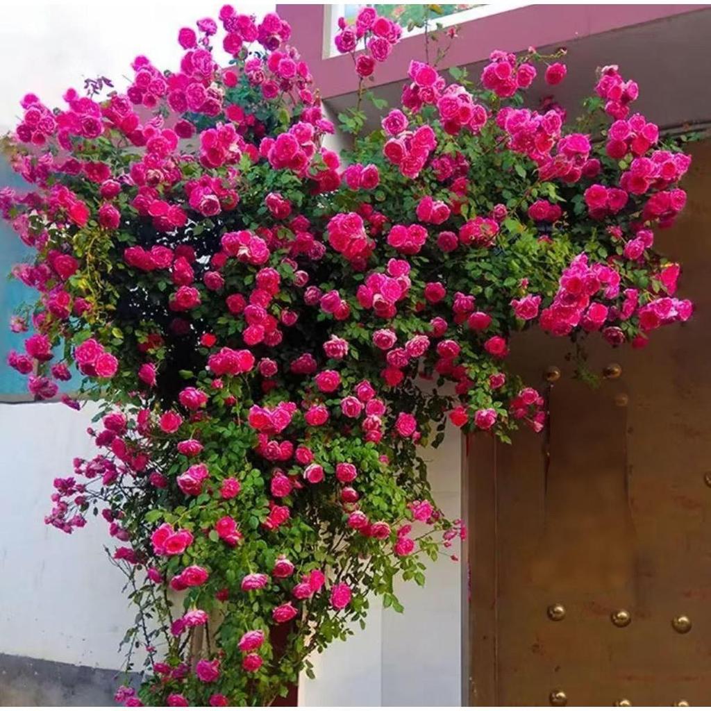 Leao 30 Sementes De Rosa Flores Pequenas 100% Original