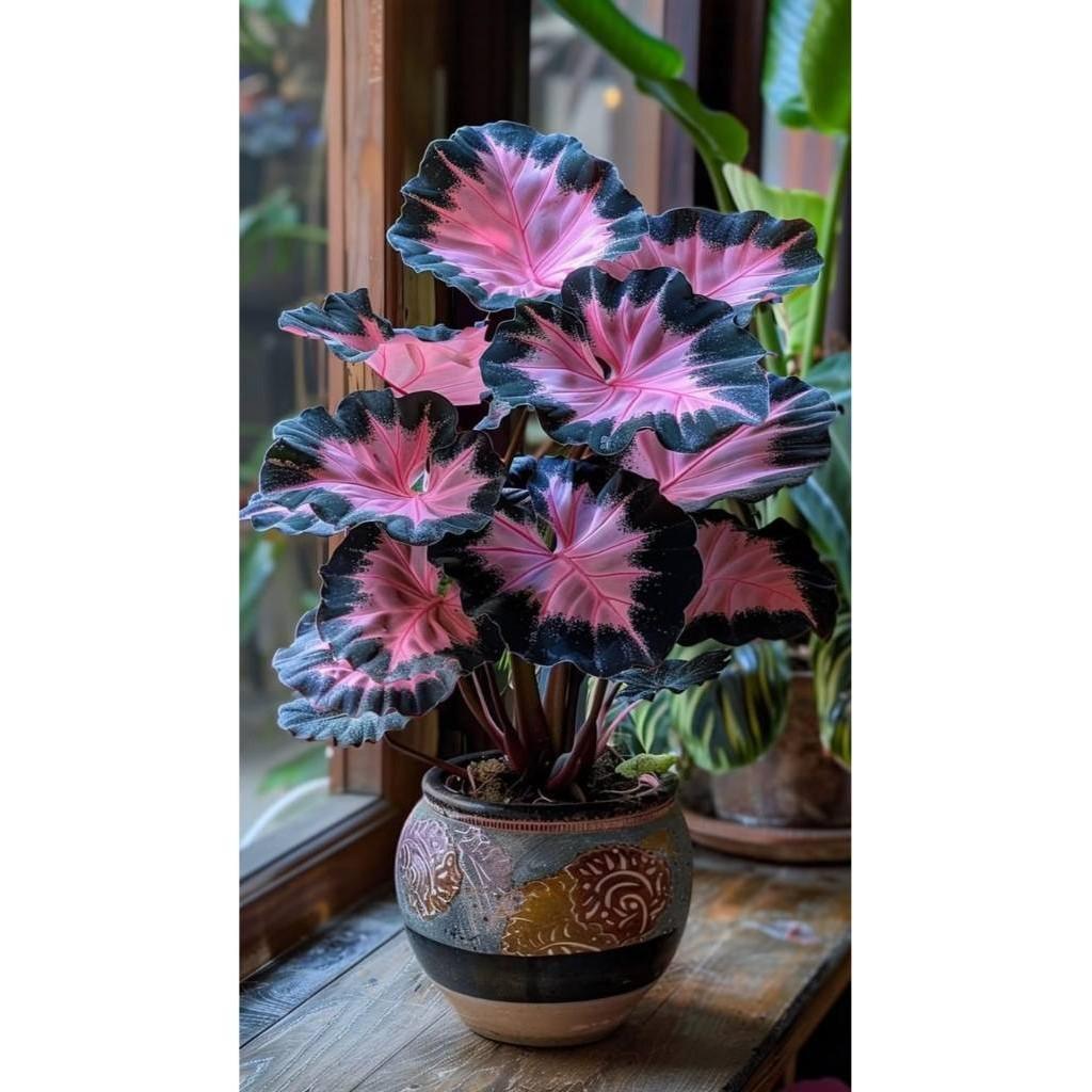 Liolin Garden 30 Sementes 50 Sementes 100 Sementes  Caladium 'alice' Co