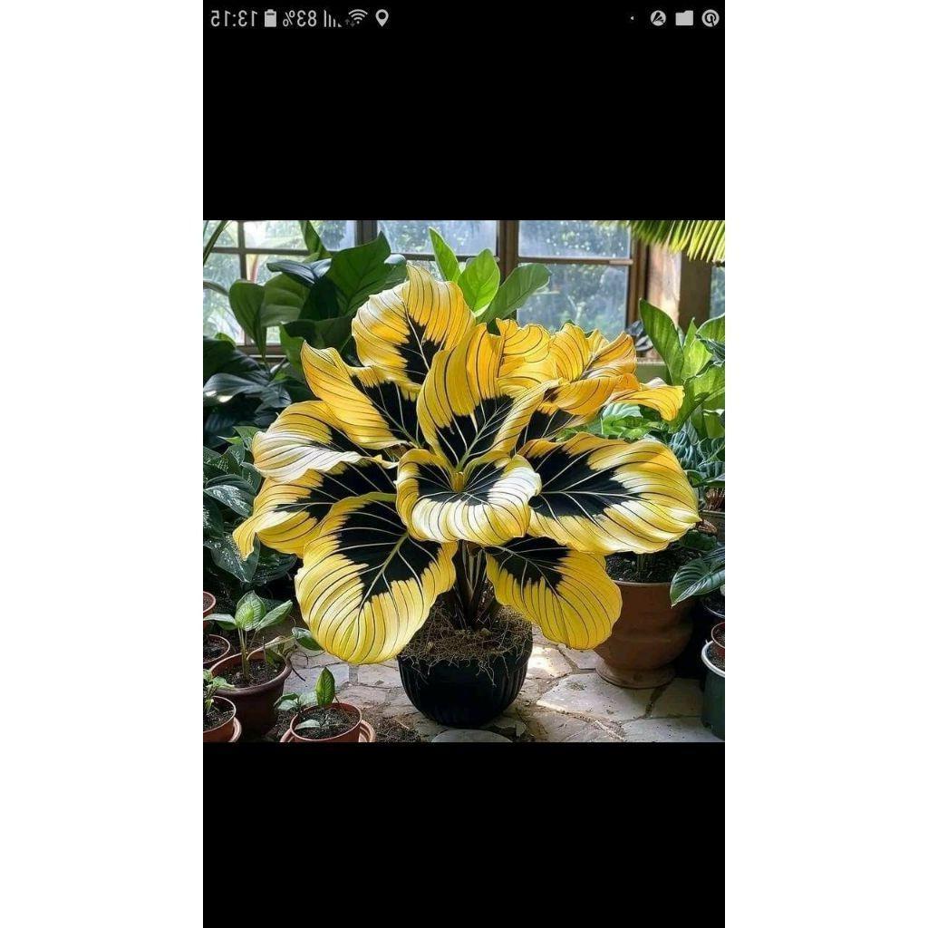 30 sementes 50 sementes 100 sementes caladium Golden Beauty com manual de cultivo -Liolin Garden
