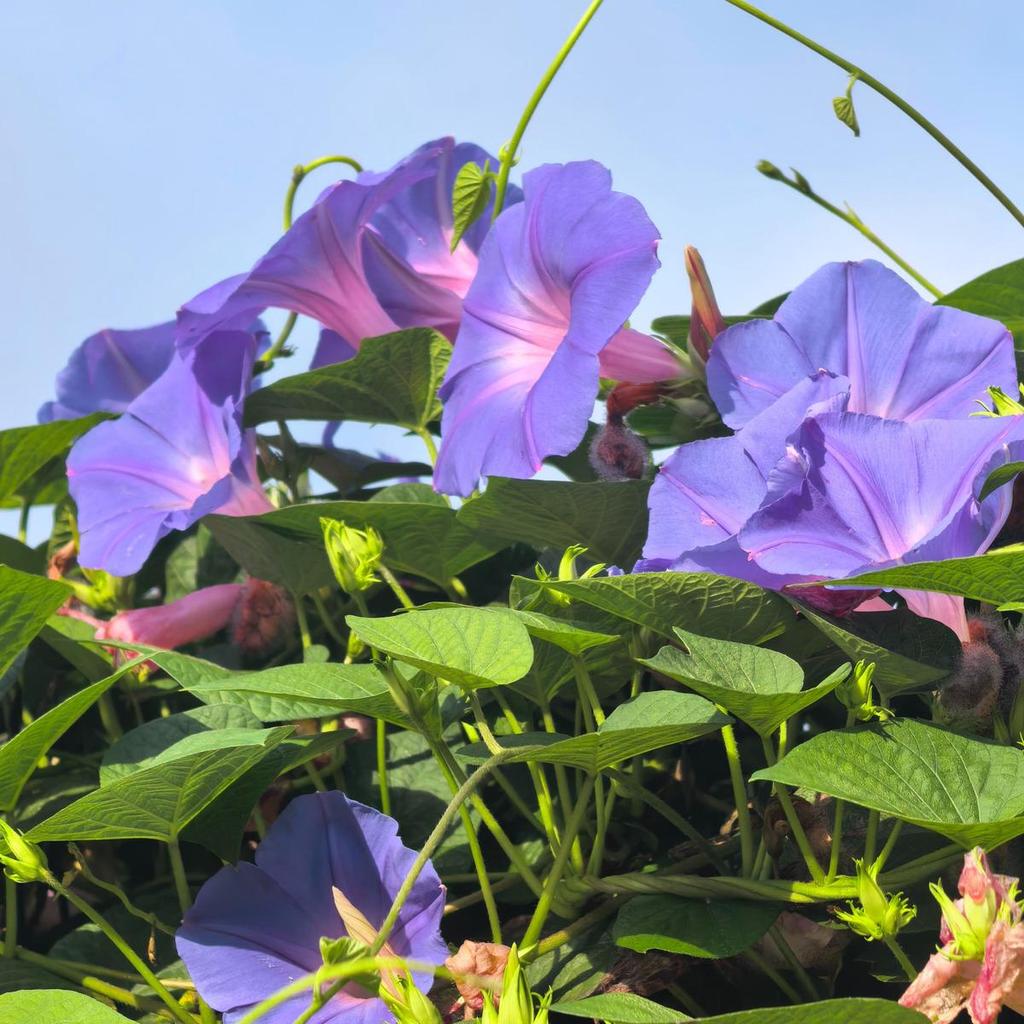 Trepadeira Anual 100 Sementes Flores De Verão