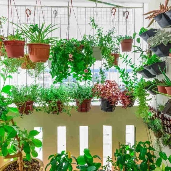 Liolin Garden 30 sementes 50 sementes 100 sementes Manjericão Fino Francês Topseed Garden