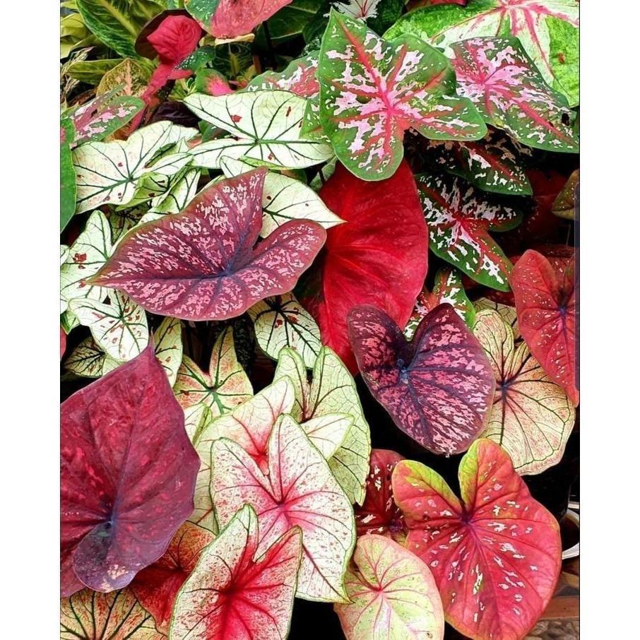 30 sementes 50 sementes 100 sementes caladium mix com manual de cultivo envio 24h Liolin Garden