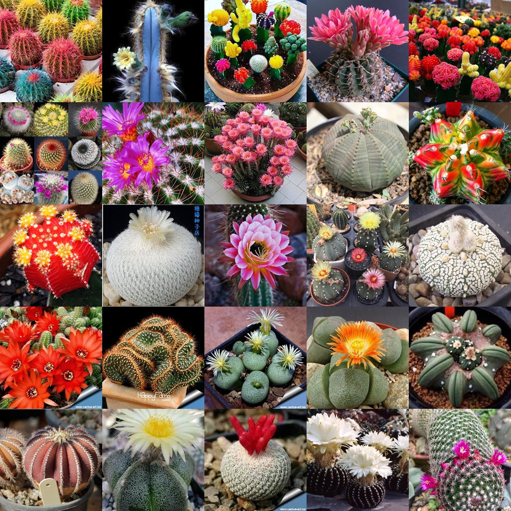 100 sements de suculentas  coloridas TP3 pra fazer novas plantas II