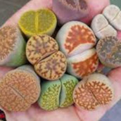 ENVIO SUPER RÁPIDO 100 Sements De Lithops Sortidos Pedra Viva Flor Cactus Cacto ky pra novas plantas l T1
