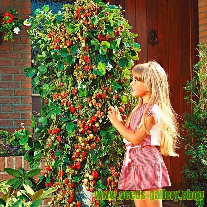 ENVIO SUPER RÁPIDO 100 sements de morango trepador morango do mato hy1 pra fazer novas plantas pra fazer plantas II T1
