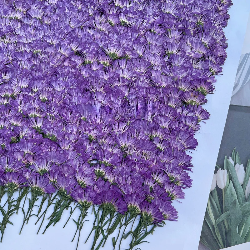 100PCS/3-6cm,Pressed Daisy Mini Flower Branch,DIY Christmas Gift Card Photo Frame Bookmark Phone Case Decoration Flower Material