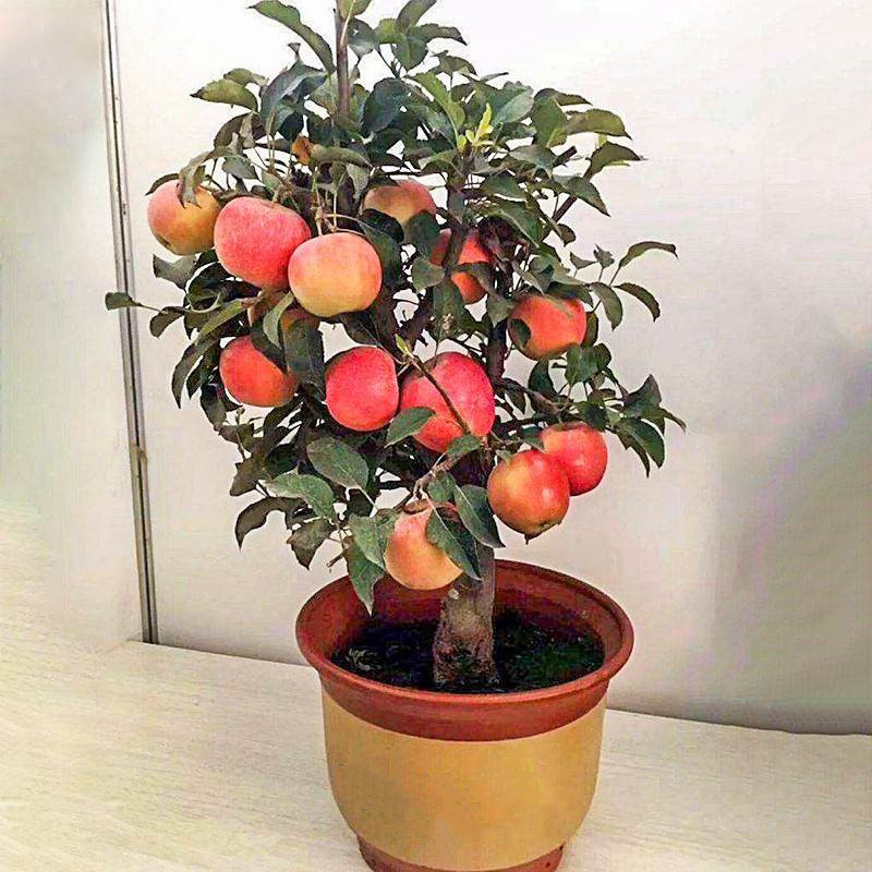 ambiente verde 50pcs 100pcs Sementes/Pacote Sementes de Bonsai Sementes de Maçã à Venda Sementes de Frutas para Plantio
