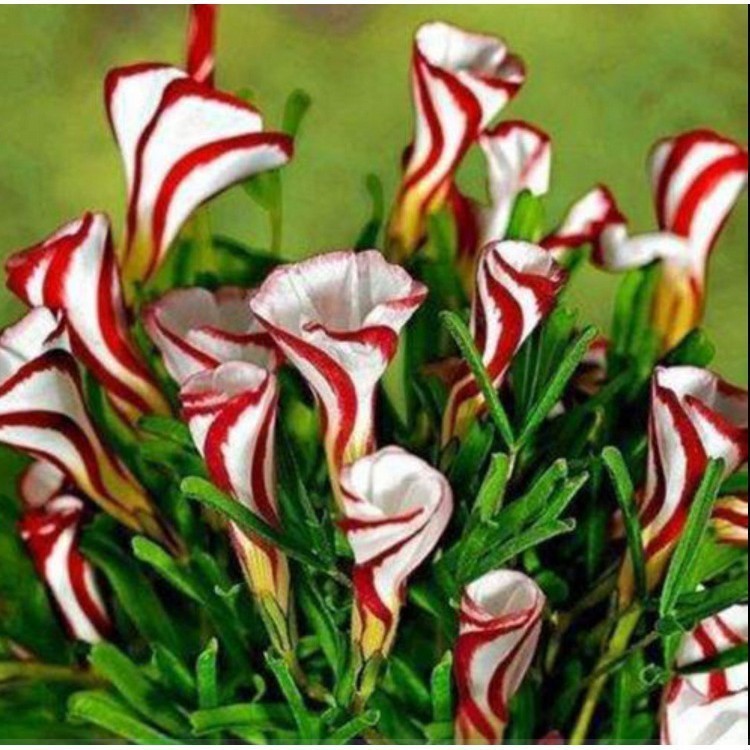 Envio rápido Pçs Oxalis Versicolor Flores Raras 50 100 Sementes Para Decoração de Plantas de Jardim e Casa NO. Fácil cu