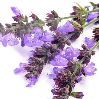 Envio rápido Estoque disponível  pcs 50 100 Sementes de flores de sálvia azul Fácil cultivo