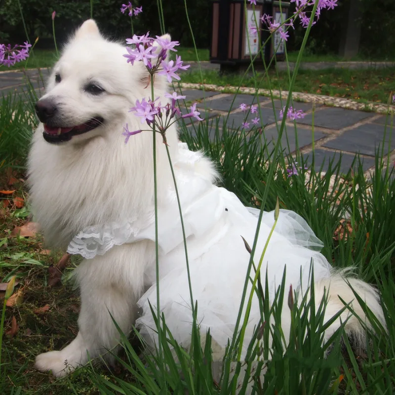 Big Dog Clothes Summer Large Dog Wedding Dress Corgi Shiba Inu Samoyed Husky Labrador Golden Retriever Clothing Pet Costumes
