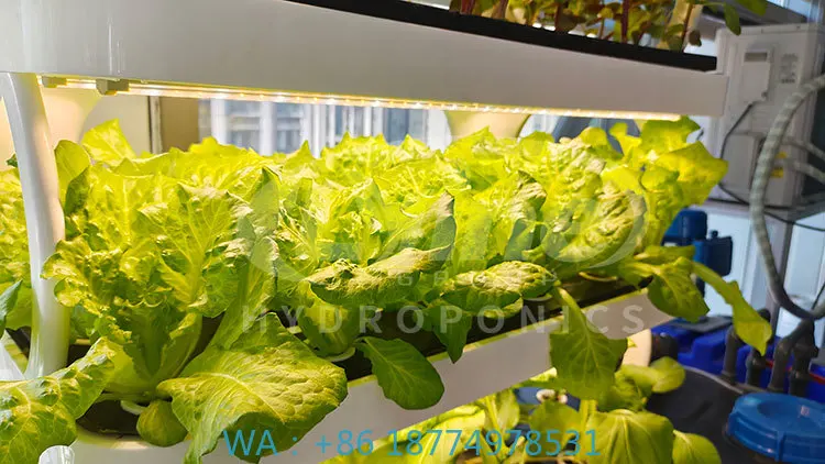 c Agriculture Machine to Growing  VegetableLettuce and Strawberry Growing Vertical System Hydroponi