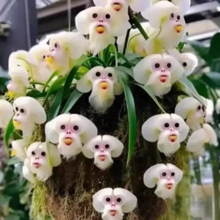 100 sements de orquídea cara de macaco k8 com manual de plantio pra fazer plantas II