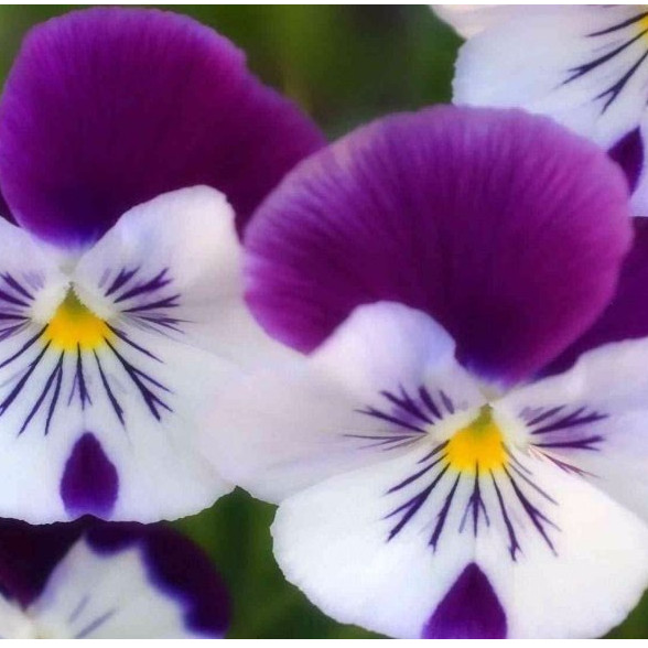 100 sements de violetas y4 pra fazer novas plantas II