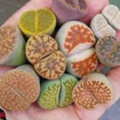100 Sements De Lithops Sortidos Pedra Viva Flor Cactus Cacto ky pra novas plantas I
