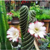 100 sements de cactus parafuso y3 com manual de cultivo pra fazer novas plantas lI