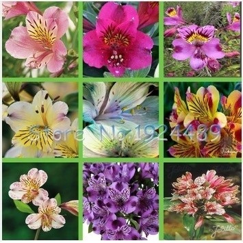 100 sements de lirios t6 sortidos mix de cores pra fazer novas plantas lI