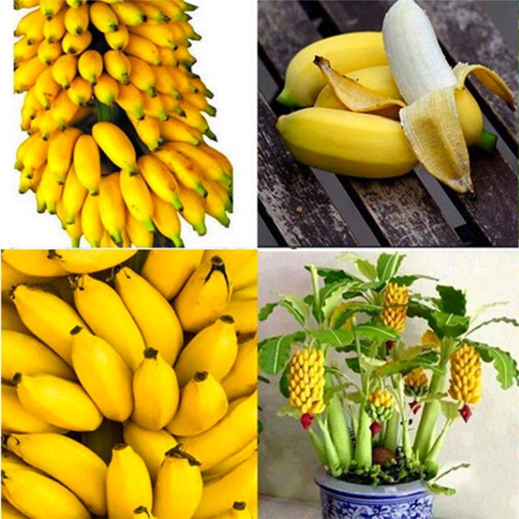 100 sements de mini bananas k9 pra muda I