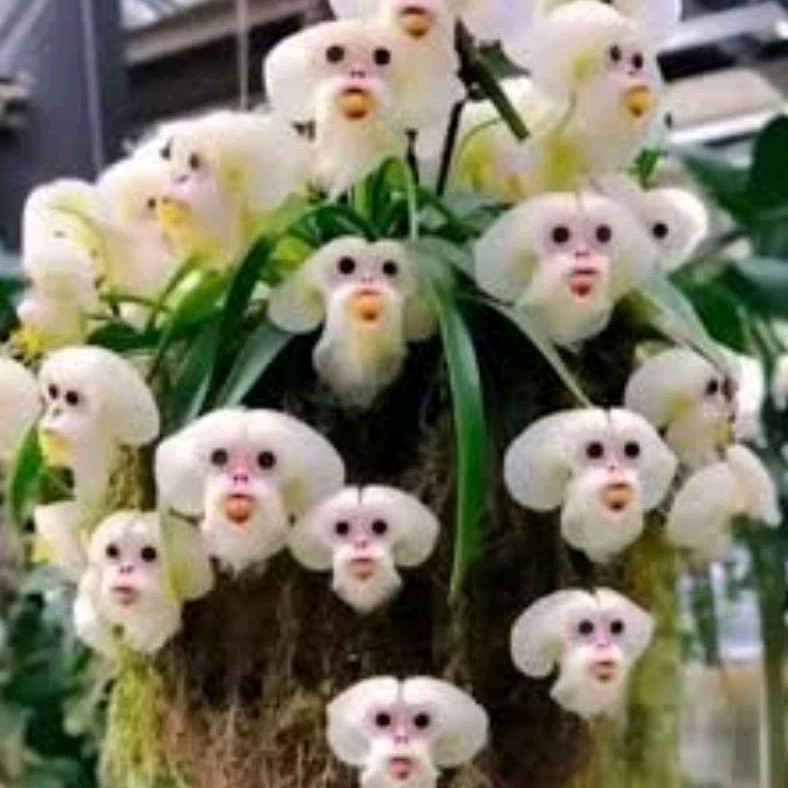 500 sementes pcs orquídea dracola bico I