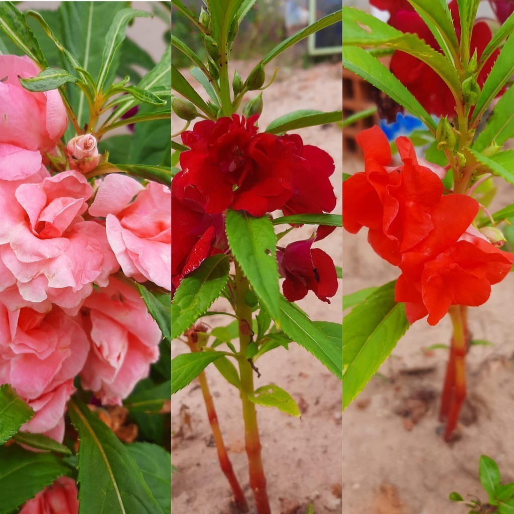 Liolin Garden 600 sementes 1200 sementes 1600 sementes Beijo De Frade Dobrado Impatiens