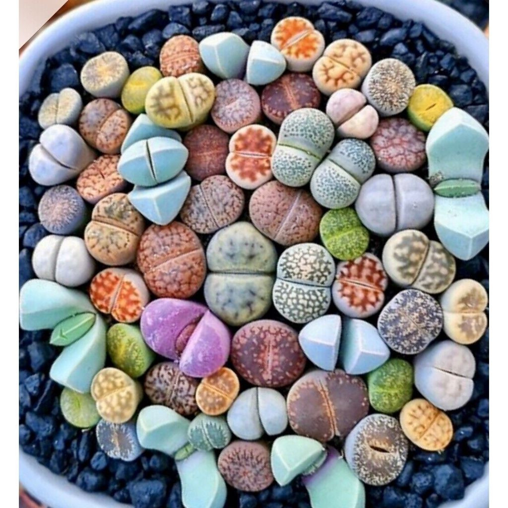 Liolin Garden 600 sementes 1200 sementes 1600 sementes Suculenta Gibbaeum Comptonii