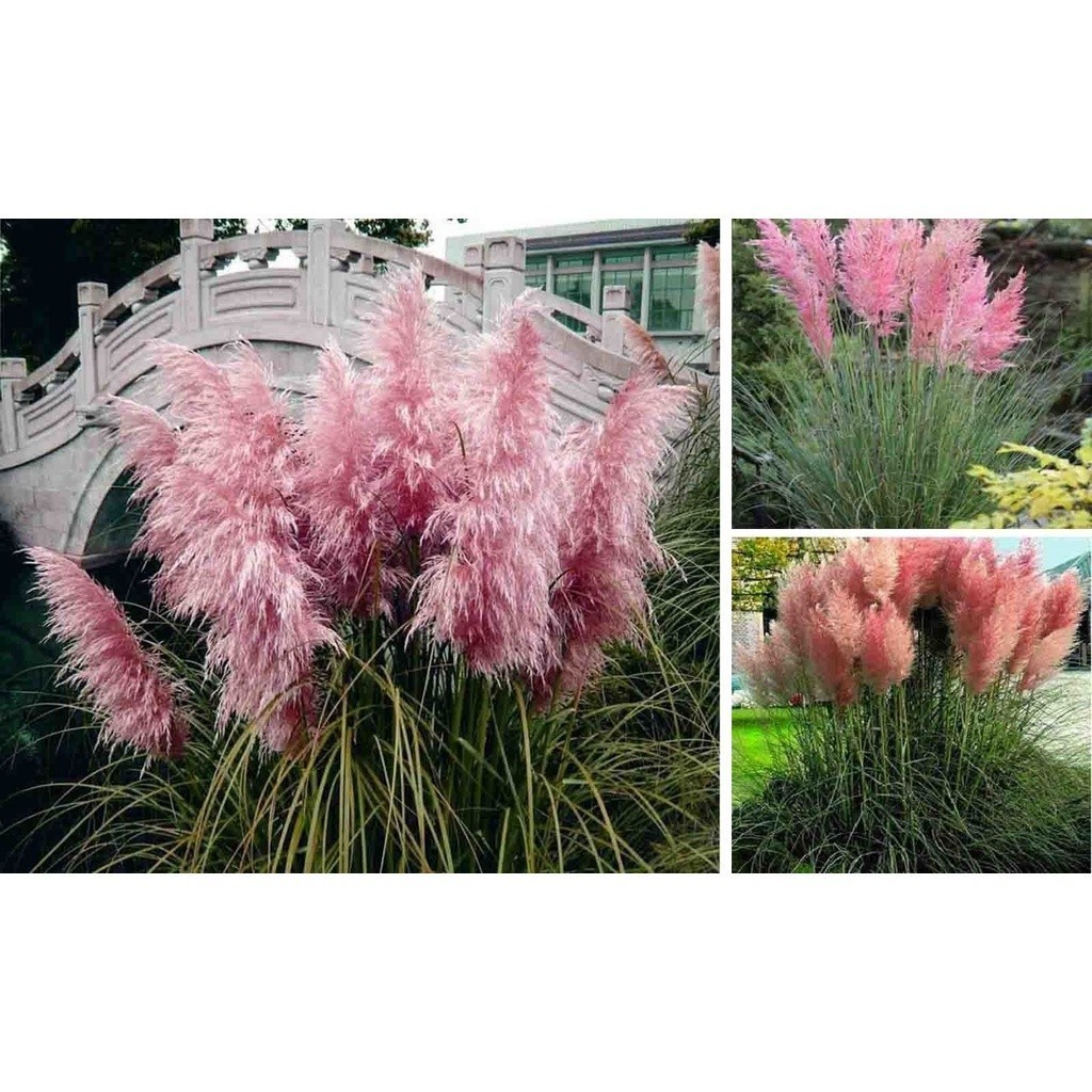Liolin Garden 600 sementes 1200 sementes 1600 sementes originais do capim pampas Q1 ll