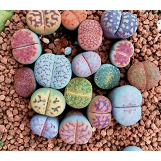 600 sementes 1200 sementes 1600 sementes Suculenta Gibbaeum Comptonii P/ Mudas Flor Cactus ll vx envio rápido