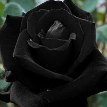 600 sementes 1200 sementes 1600 sementes de Rosa Negra Rosas Raras com Manual de Cultivo Envio Rápido tp
